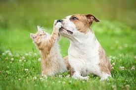 Dogs & cats